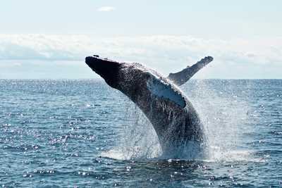 Baleine à bosses au Canada - © Cravens Todd Baleine à bosses au Canada