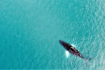 Baleine à bosses en Arctique