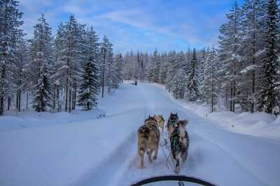 Chien de traineau en Finlande du Nord - © Norwide Norwide Chien de traineau en Finlande du Nord