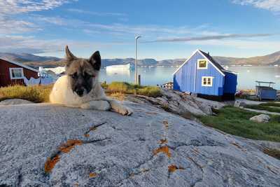 Chio husky au Groenland
