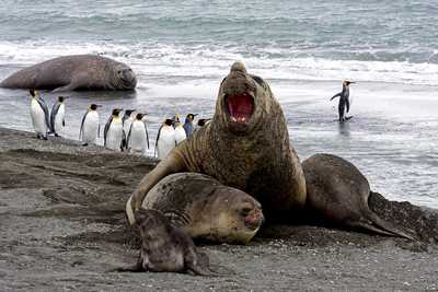 Elephants de mer et manchots en Antarctique - © Laforce Sylviane Elephants de mer et manchots en Antarctique