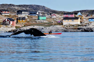 Kayak de mer parmi les baleines - © Legain Clément Kayak de mer parmi les baleines en Arctique, Groenland