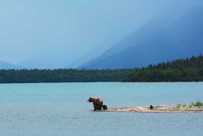 ours brun, Alaska - © Unsplash Photo d'un ours brun Alaska