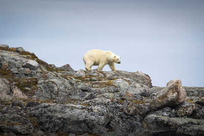 Ours polaire observé au Nord du Spitzberg © Roche Sébastien Ours polaires au Spitzberg, Arctique