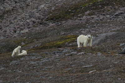 Ours polaires au Svalbard - © Plaquevent Yves Ours polaires au Svalbard