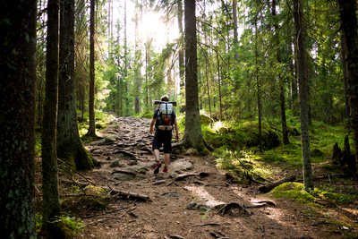 Randonnée dans les forêts de Finlande l'été