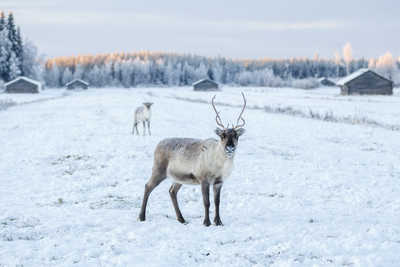 Renne en Finlande - © Visit Finland Renne en Finlande