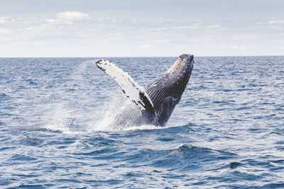 Saut de Baleine à bosse au Canada - © Thomas Kelley Unsplash Saut de Baleine à bosse au Canada