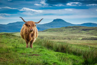 Vache Highland en Ecosse