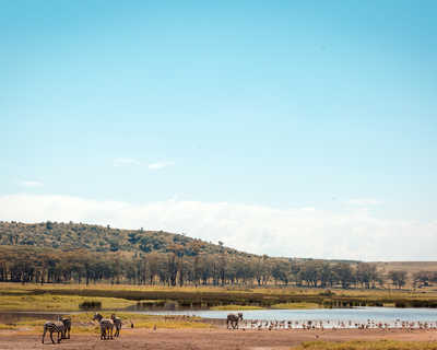Animaux sauvages sur les rives du lac Nakuru au Kenya