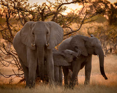 Éléphants dans la rivière Chobe au Botswana