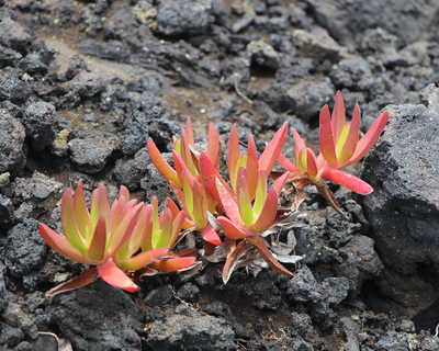 Fleurs grasses sur le volcan Capelinhos, Faial Açores