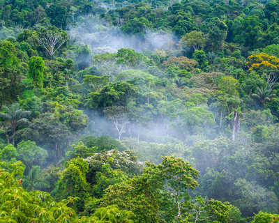 Forêt amazonienne en Equateur