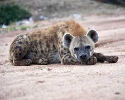 Harar et ses hyènes