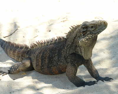 Iguane terrestre de Cuba
