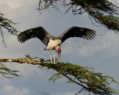Le marabout dans toute sa splendeur au Serengeti