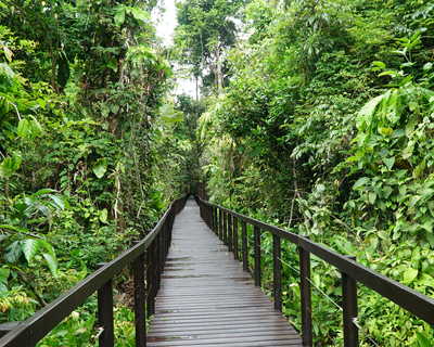 le pont de la jungle du parc national de Cahuita au Costa Rica