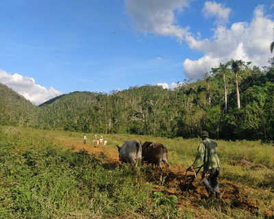 local qui travaille avec des vaches Vinales à Cuba