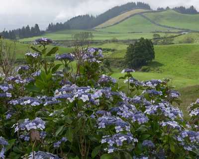 Magnifiques hortensias lors d'un trek aux Açores
