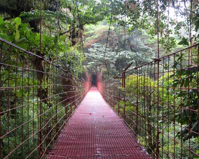 monteverde, jungle, tropical, faune, costa rica
