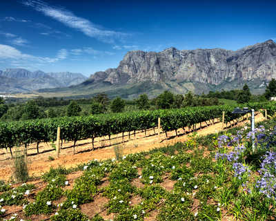 régions viticoles de Stellenbosch en Afrique du Sud