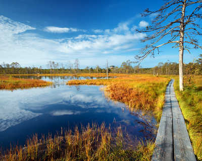 Tourbières Viru au parc national de Lahemaa en automne en Estonie