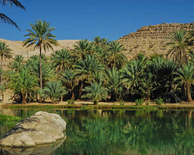 Végétation luxuriante des wadis omanais
