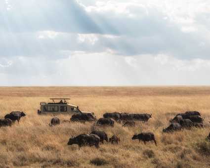4x4 au milieu d'un troupeau de buffles lors d'un safari en Tanzanie