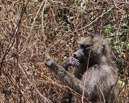 babouin dans la savane en Tanzanie