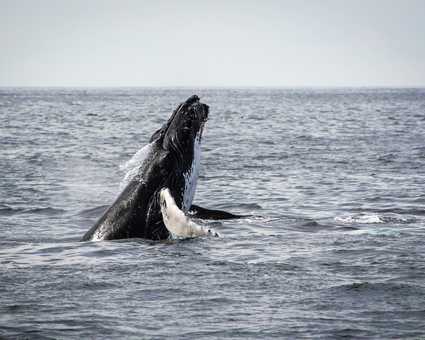 Baleine à bosse au Canada