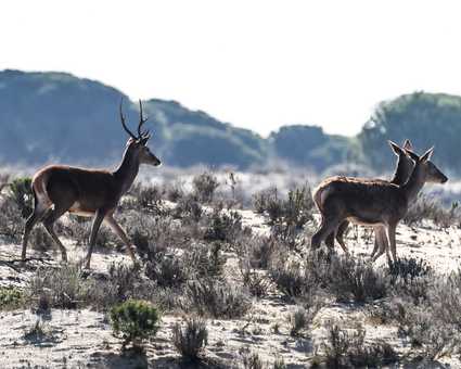 Cerfs dans le Parc National de Doñana en Andalousie