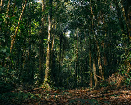 Forêt amazonienne