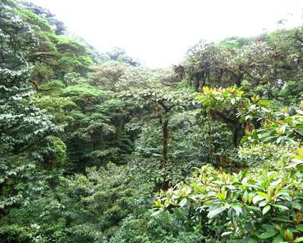 Forêt tropicale de la réserve Bosque Nuboso à Monteverde