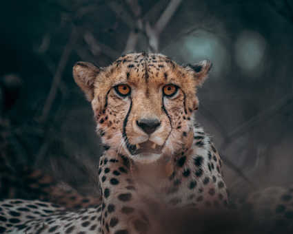 Guépard dans la brousse en Tanzanie