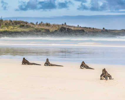 Iguanes marins sur une plage des Galapagos en Equateur