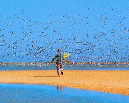 Le Banc d'Arguin et ses milliers d'oiseaux, Mauritanie