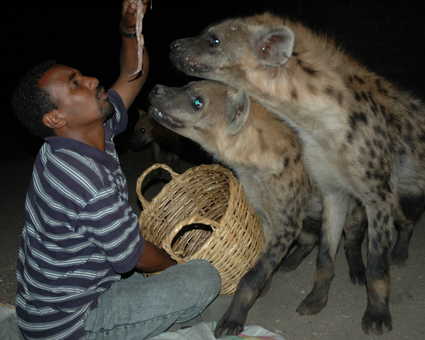 Les hyènes de la ville d'Harar en Ethiopie