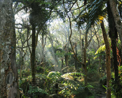 Mystique Forêt de Bélouve, la Réunion