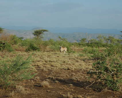 Oryx dans le parc national d'Awash