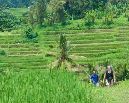 Randonée, rizière, Bali