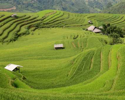 Rizières dans le Tonkin au nord du Vietnam