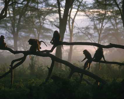 Singes sur une branche dans le parc de Manyara