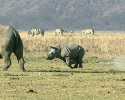 Un bébé rhinocéros qui court dans la savane en Tanzanie