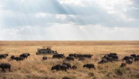 4x4 au milieu d'un troupeau de buffles lors d'un safari en Tanzanie
