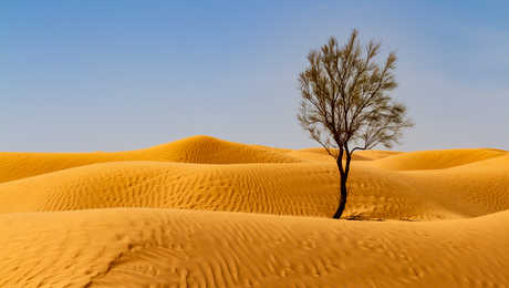 arbre-grand-erg-oriental-sahara