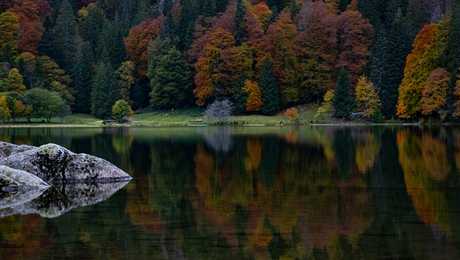 arbres-verts-et-bruns-au-bord-du-lac-feldsee
