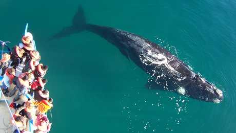 baleine à puerto Madryn en Argentine