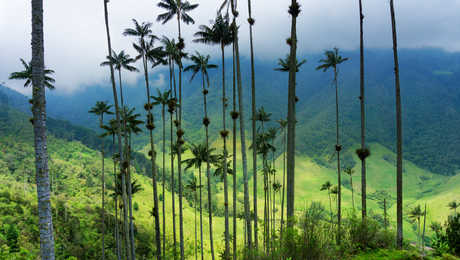 Biodiversité en colombie