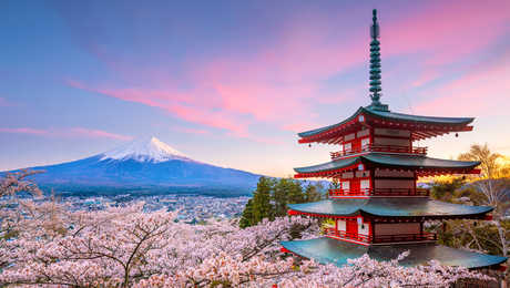 Cerisiers en fleurs pendant le printemps au Japon