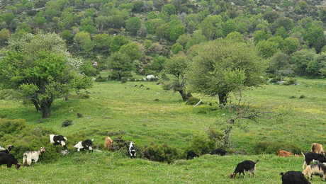 Chèvres sur le plateau d'Omalos en Crète